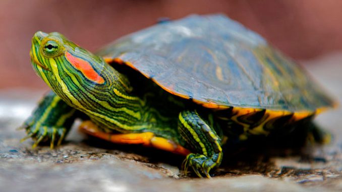 Почему красноухие черепахи