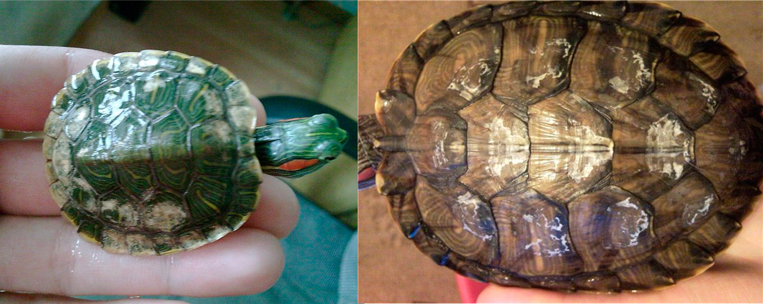 У красноухой черепахи отслаивается панцирь, что делать?