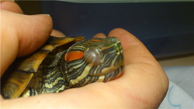 Почему у красноухой черепахи не открываются глаза?