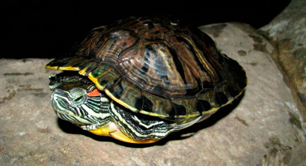 Черепахина спячка: что делать хозяину?