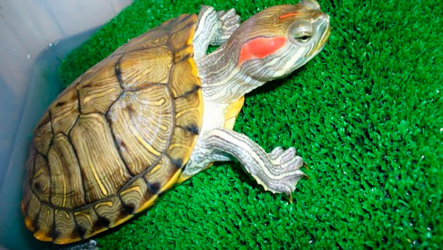 Половые органы красноухих черепах