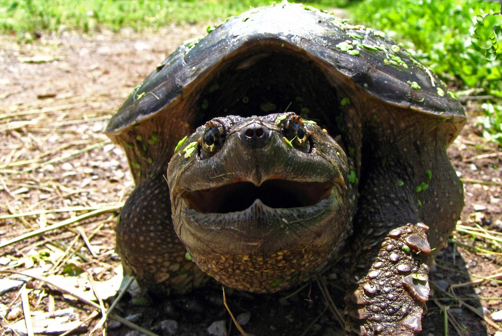 Кусачая каймановая черепаха: описание и особенности содержания
