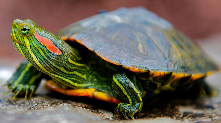 Картинки по запросу черепаха красноухая