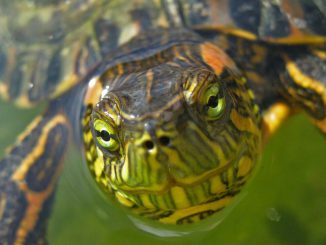 Как закапать черепахе глаза и нос