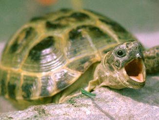 Как открыть рот черепахе