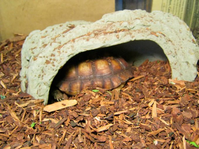 Черепаха закрывается в укрытии и перестает есть