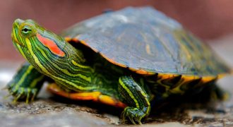 Почему красноухая черепаха пищит