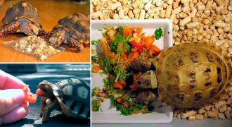 Чем кормить сухопутных черепах