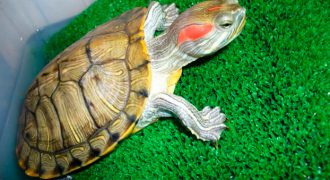 Как определить пол у красноухих черепах