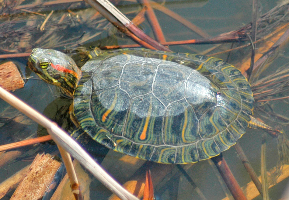 Красноухая черепаха: описание, где обитает, чем кормить