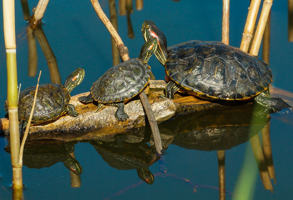 Черепахи в природе