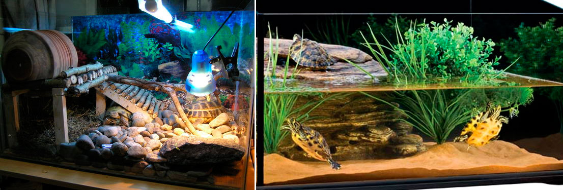 Оборудование акватеррариума для красноухой черепахи