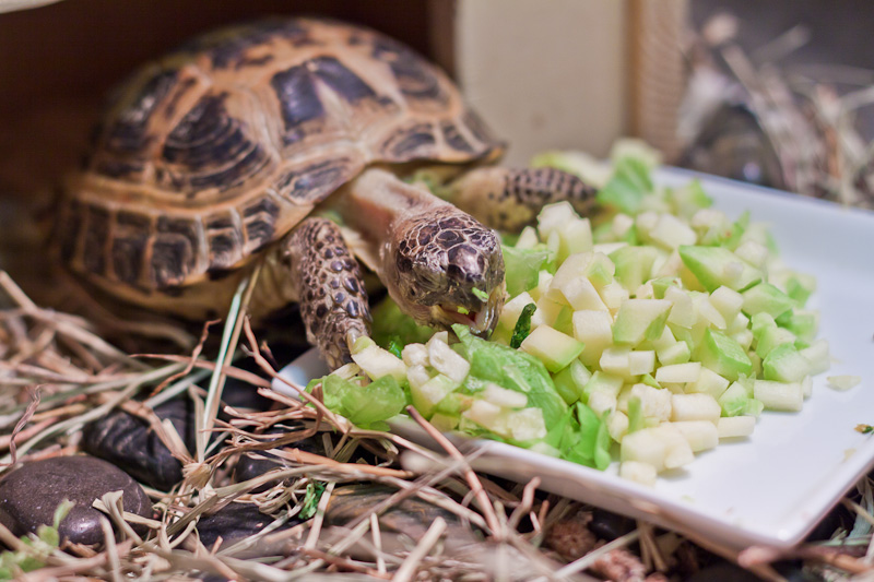 Сух черепаха. Среднеазиатская черепаха. Красноухая черепаха сухопутная. Среднеазиатская сухопутная черепашка кормление. Еда для черепах.
