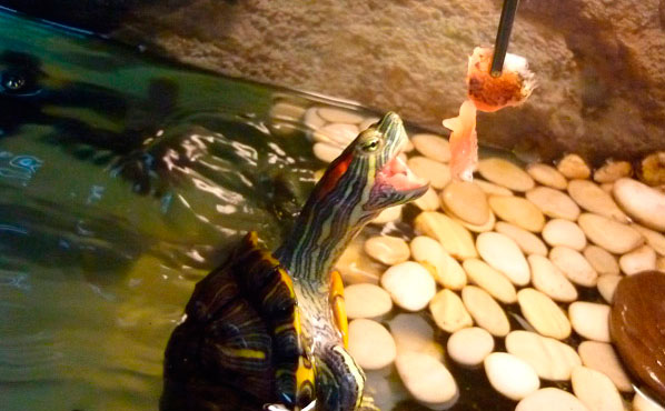 красноухая черепаха кормление