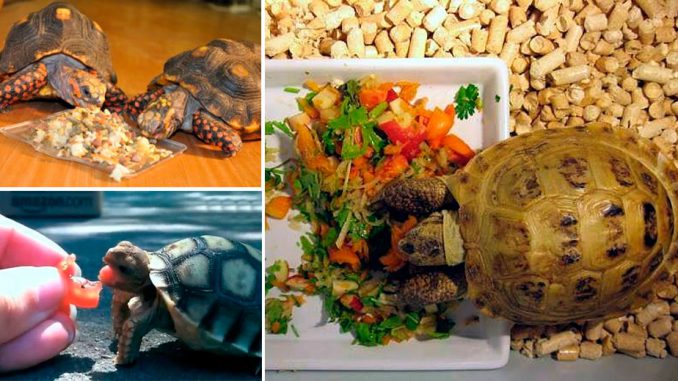 Чем кормить сухопутных черепах в домашних условиях, чем нельзя кормить