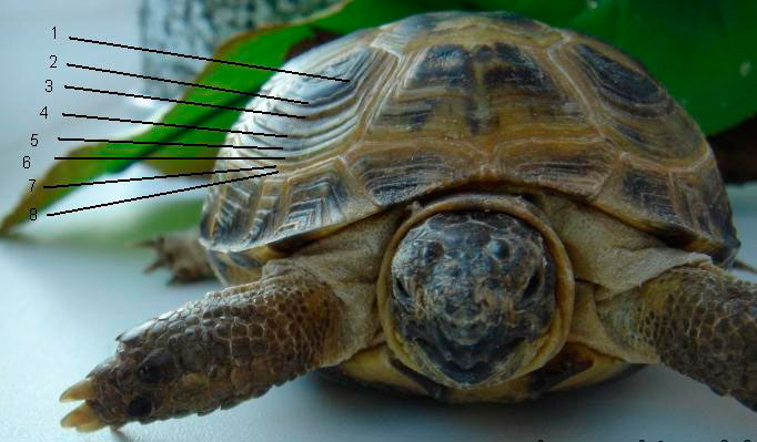 Определение возраста черепахи