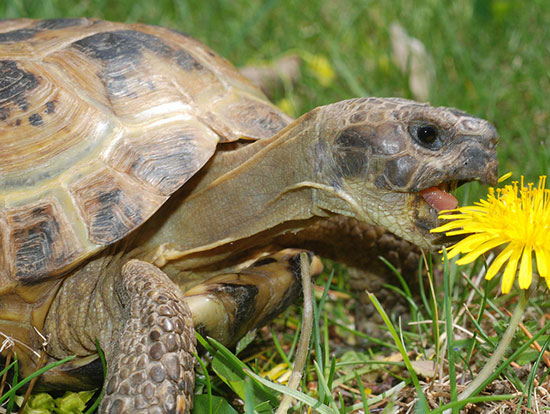 Что едят черепахи в естественной среде обитания