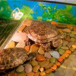 Островок для красноухой черепахи - 07 мая - Форум Зоовет