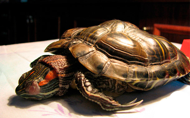 Почему мягкий панцирь у красноухой черепахи?
