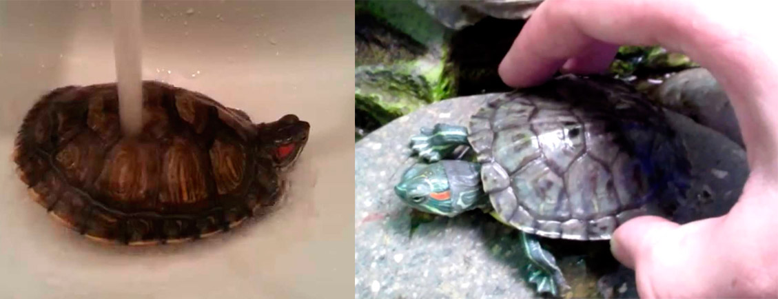 Как отмыть черепаху от зеленого налета