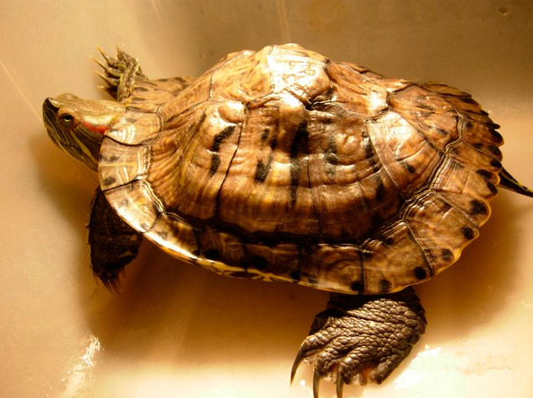 Как вылечить рахит у красноухой черепахи