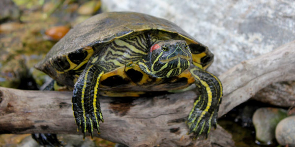 Террариум для красноухой черепахи своими руками