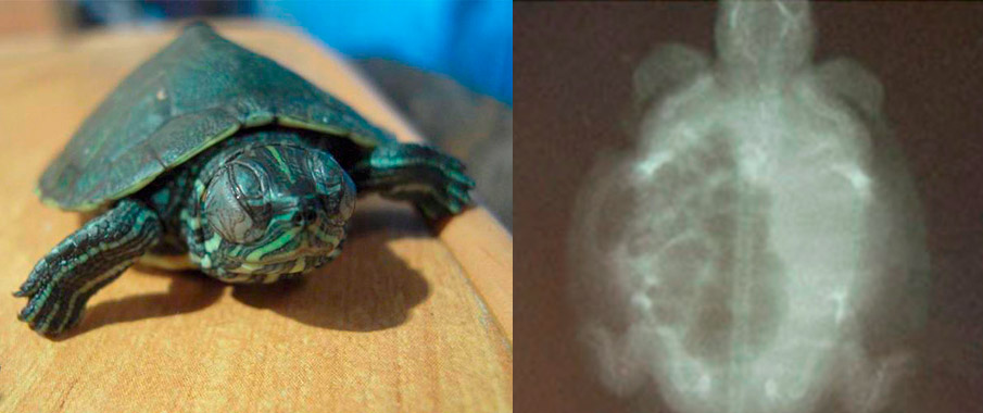 Тимпания и пневмония красноухой черепахи
