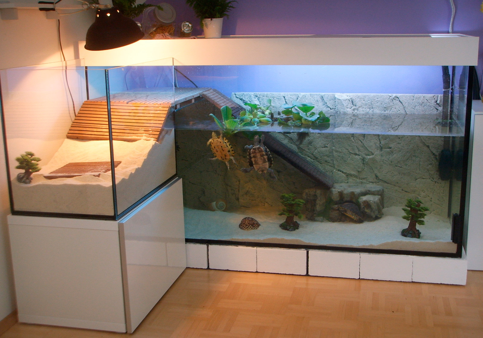 Черепаха красноухая: уход в домашних условиях, кормление, содержание