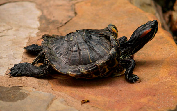 Как вылечить мягкий панцирь у красноухой черепахи