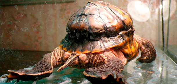 Как вылечить красноухую черепаху от рахита