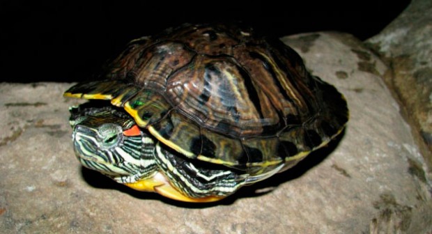 Вывод черепахи из спячки