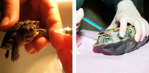 Тимпания желудка у водных черепах лечение thumbnail