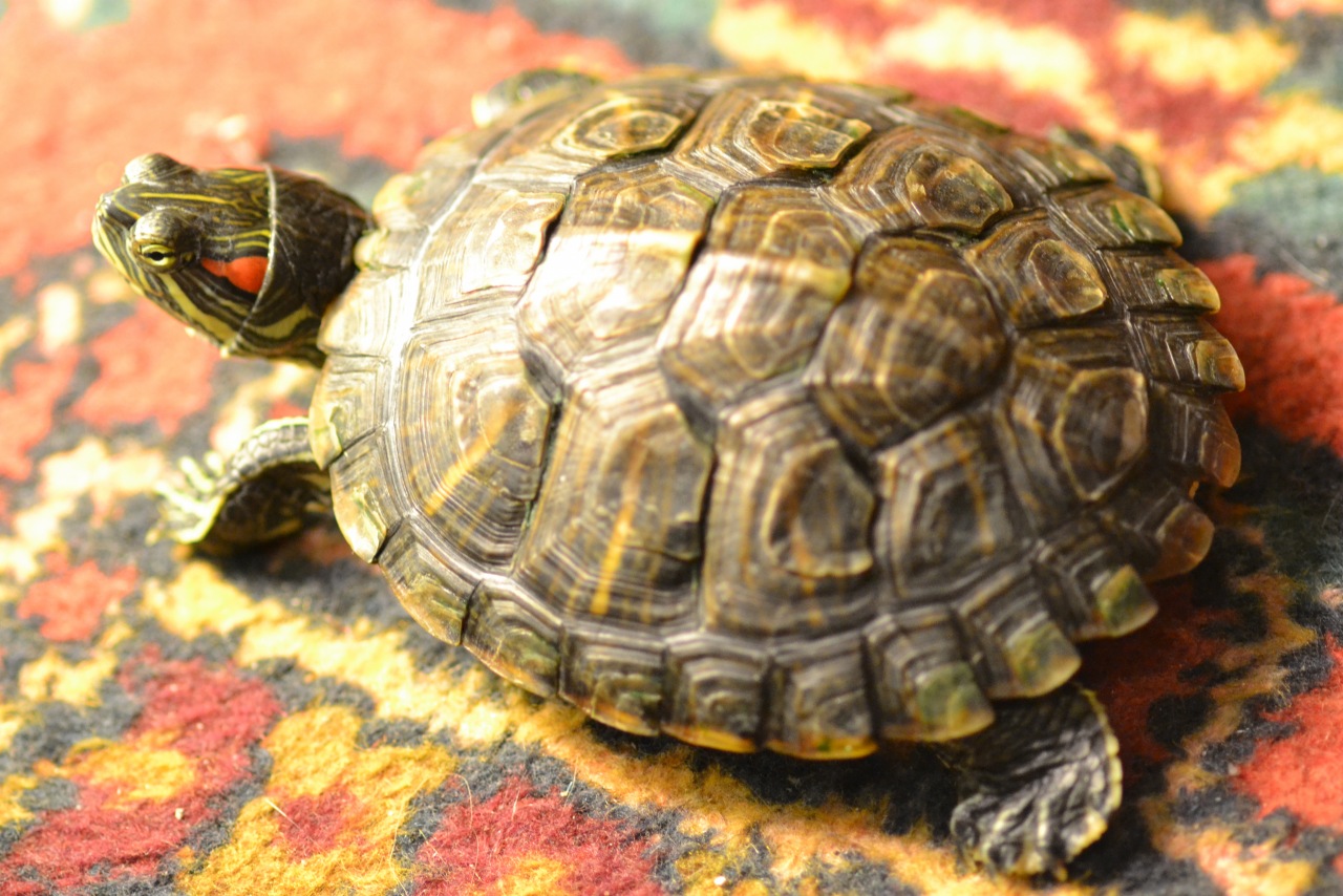 Линька у красноухих черепах, почему отслаивается панцирь