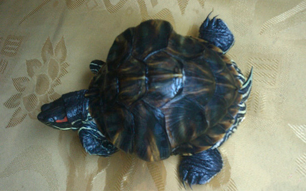 Мягкий панцирь у черепахи