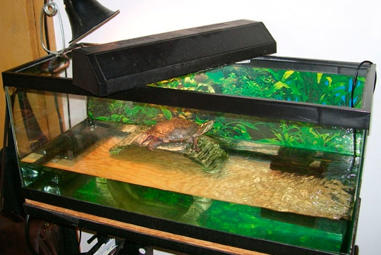 Островок (бережок, суша, плотик) и мостик в аквариум для черепахи своими руками