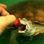 Чем кормить краснуха черепаха