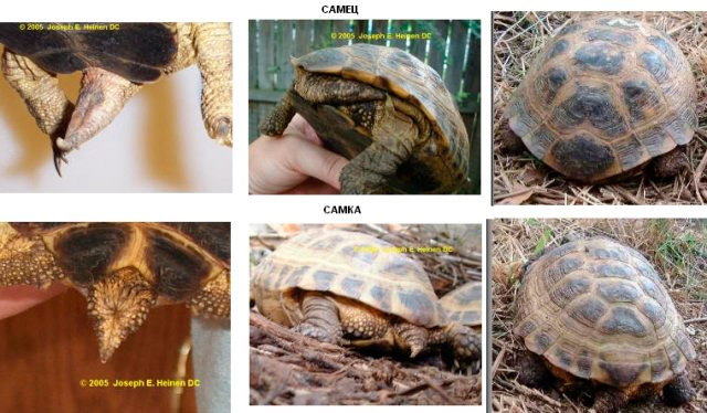 Как определить пол сухопутной черепахи, фото