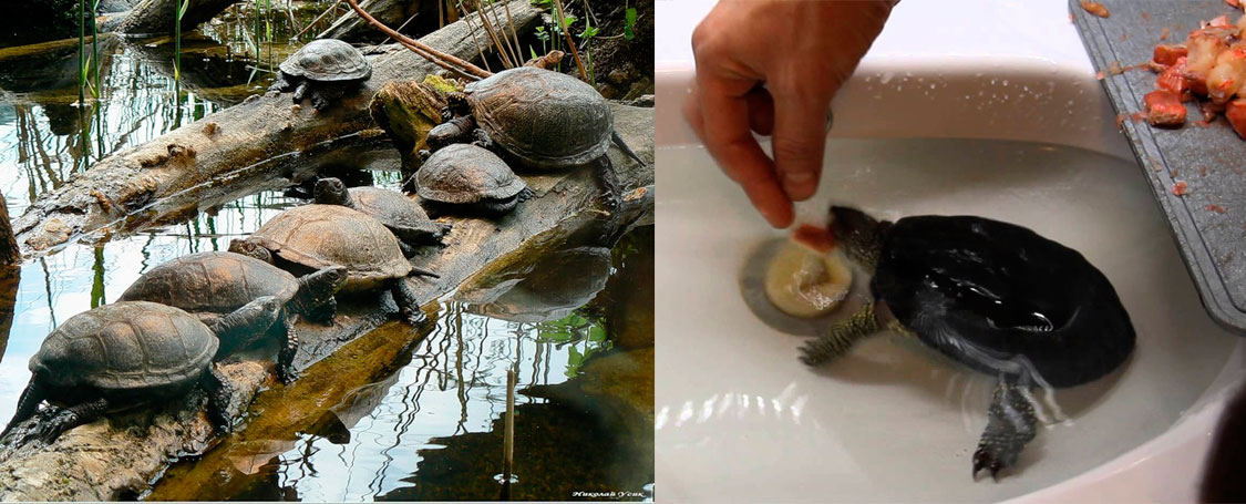 Чем кормить болотных черепах
