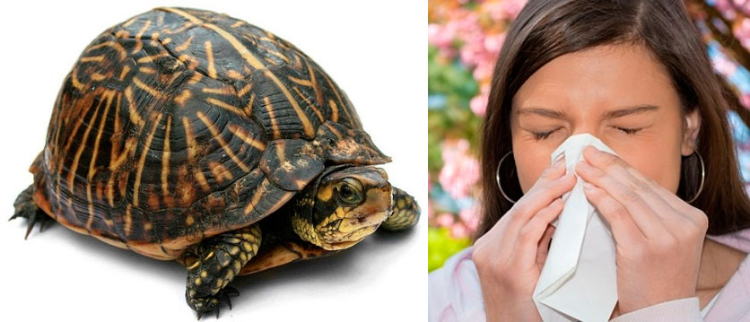 Анализы на аллергию на черепах