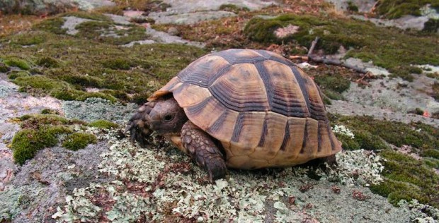 Средиземноморская черепаха (Греческая)