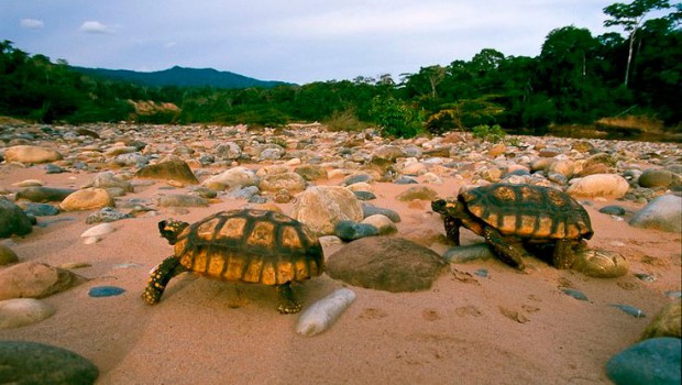 Лесные черепахи 