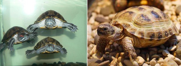 Какой черепахе отдать предпочтение, сухопутной или водной?