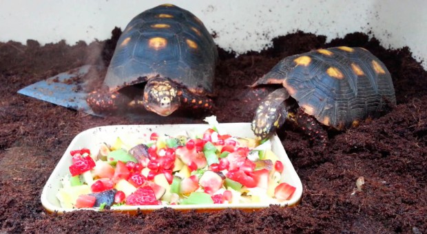 Чем питаются угольные черепахи
