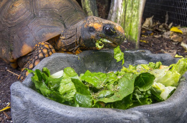 Чем кормить лесных черепах