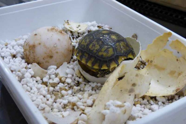 Уход за новорожденными лесными черепахами