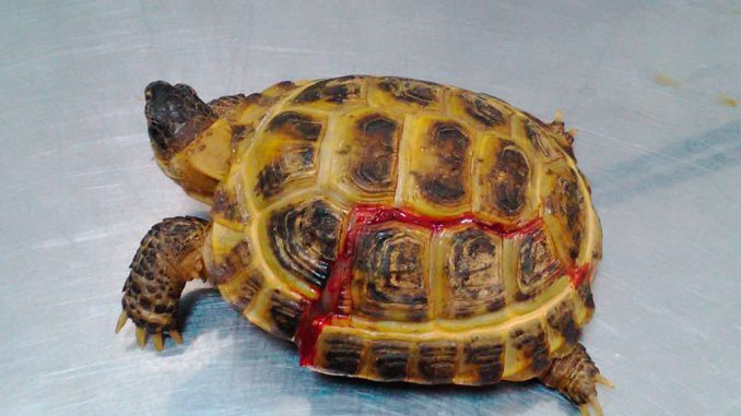 Травмы панциря у черепахи: что делать и как лечить - Лечение