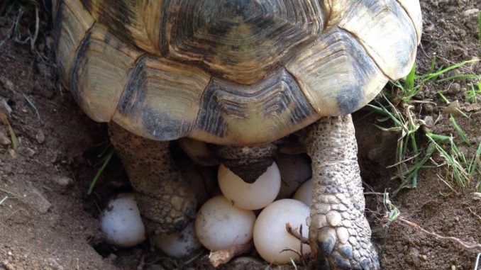 Беременность у черепах: как определить и что делать, если черепаха снесла яйцо