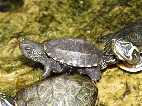 Китайские трехкилевые черепахи