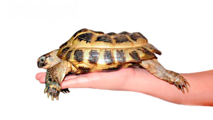 Как вылечить сухопутную черепаху от рахита