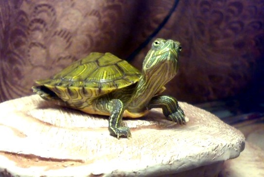 Желтоухая черепаха